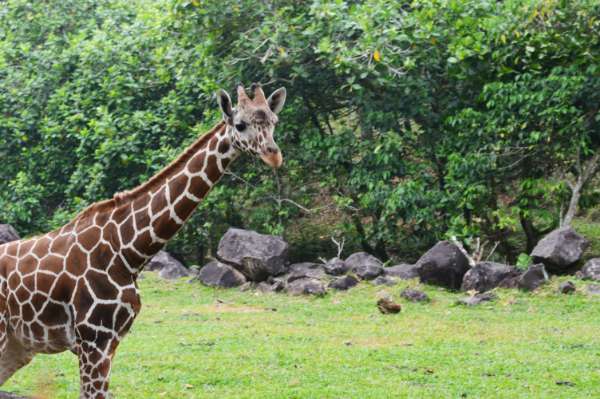 Mengenal Taman Safari Bogor