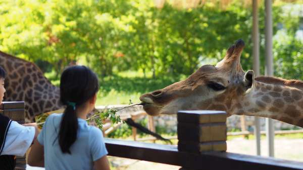 Taman Safari Bogor Destinasi Seru untuk Rekreasi Bersama Keluarga