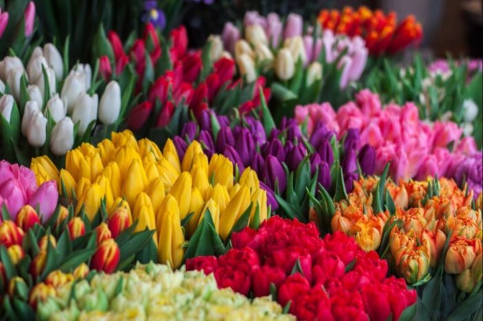 arti bunga tulip berdasarkan warna