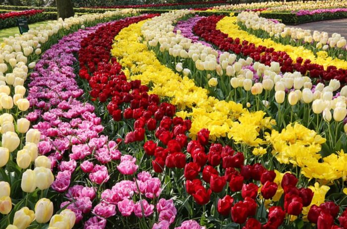 warna bunga tulip