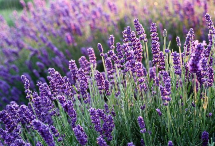 bau lavender tidak disukai semut